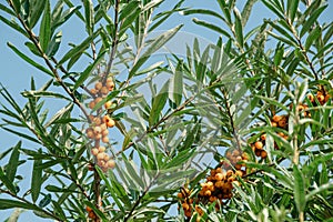 Branch of sea buckthorn with orange berries against background of blue sky. Harvesting autumn harvest in forest