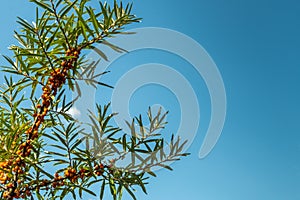 Branch of sea buckthorn with orange berries against background of blue sky. Harvesting autumn harvest in forest