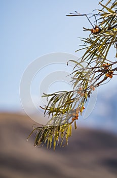Branch of sea buckthorn with orange ripe edible fruits in autumn in the mountains
