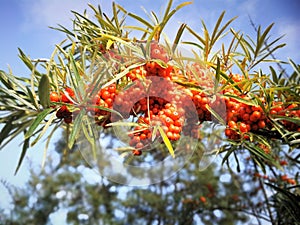 Branch of Seabuckthorn Berries