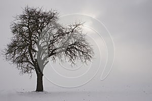 A branch seizes to the sun