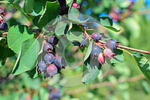 Branch of shadberry with green leaves underripe