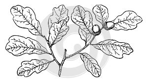 Branch of Shallow-Lobed Oak vintage illustration