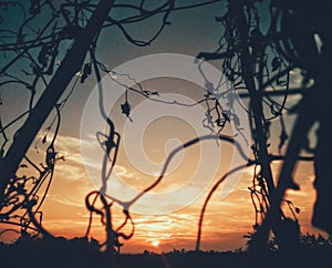 Branch shillouette sunset