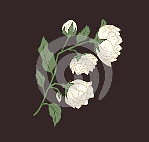 Branch with showy white jasmine flowers and leaves. Elegant blossomed and unblown buds of jasmin. Floral hand drawn