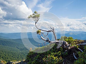 A branch of Siberian cedar on top of a mountain in a natural park Ergaki