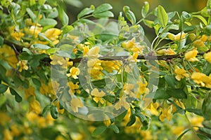 Branch of Siberian peashrub Caragana arborescens with green leaves and yellow flowers