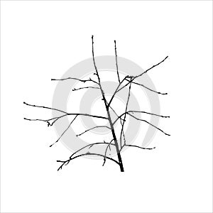 Branch silhouette. A black leafless branch. Vector illustration, graphic on white background. Bare branch of tree.