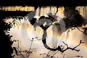 Branch silhouette at Iguazu Falls, Argentina