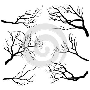 Branch Silhouettes