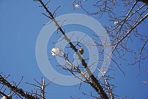 A branch of a silk floss tree,an exotic tree Ceiba speciosa.