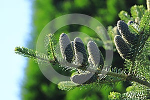 Silver fir cones on branch, Abies alba photo