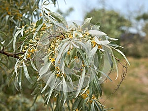 Branch of silver goof with yellow flowers and green leaves