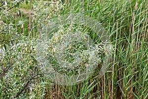 Branch of silver goof with yellow flowers and green leaves photo