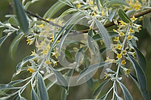 Branch of silver goof with yellow flowers and green leaves photo