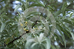 Branch of silver goof with yellow flowers and green leaves photo