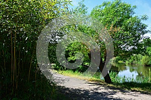 Branch similarity - bamboo foliage and willow tree on the other side of the road next to water pond