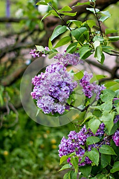 A branch of sirens on a tree in a garden, park.