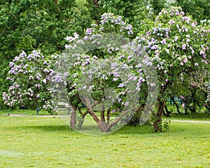 A branch of sirens on a tree in a garden, park. photo