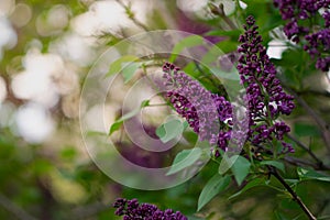 A branch of sirens on a tree in a garden, park. Beautiful flowering flowers of lilac tree at spring. Blossom in Spring