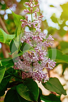 Branch of sirens on a tree in the garden, park in the sun. Beautiful blooming lilac flowers in the spring. Flowering in may.