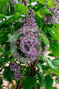 Branch of sirens on a tree in the garden, park in the sun. Beautiful blooming lilac flowers in the spring. Flowering in may.