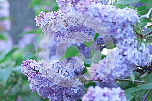 A branch of sirens on a tree in a park. Beautifull flowers of lilac. Blossom background.