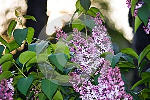 A branch of sirens on a tree in a park. Beautifull flowers of lilac tree at spring. Background.