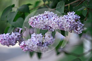 A branch of sirens on a tree in a park. Beautifull flowers of lilac tree at spring. Background.