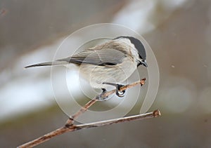 On a branch sits a bird Poecile palustris, Parus palustris