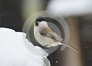 On a branch sits a bird Poecile palustris, Parus palustris