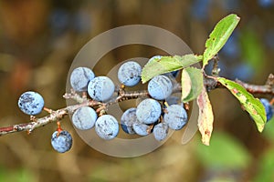 Branch of sloes