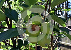 Branch of small apples growing