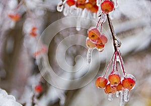 Branch with small apples, ice-covered