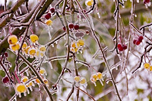 Branch with small apples, ice-covered,icicles