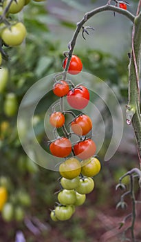 Branch with small cherry tomatoes of different ripeness