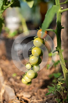 a branch of small unripe green cherry tomatoes