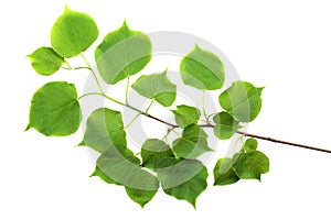 Branch of small-leaved lime Tilia cordata isolated on white