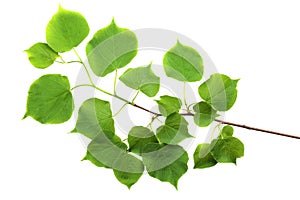 Branch of small-leaved lime Tilia cordata isolated on white photo