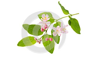 Branch with small light pink  flowers of  Honeysuckle Tatarian Honeysuckle isolated on white background. Selective focus