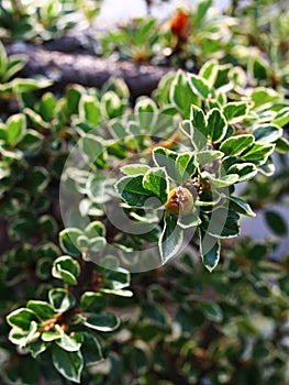 Branch with small ornamental leaves of shrub Cotoneaster atropurpureus Variegatus, native in Hubei province of China