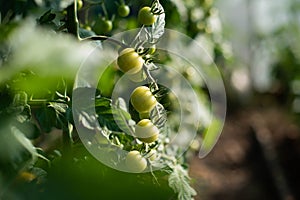 a branch of small unripe green cherry tomatoes