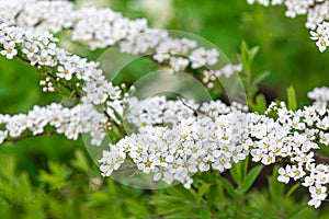 Branch with small white flowers blooming in a garden