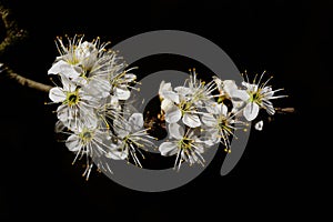 A branch with small white flowers protrudes laterally into the picture against a dark background