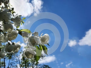 Branch of small white sakura flowers Blue sky Clouds Sunny day