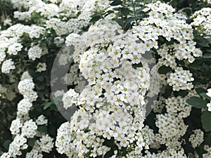 A branch with small white spirea inflorescences hangs against the background of other similar inflorescences.