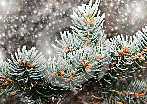 Branch in snow