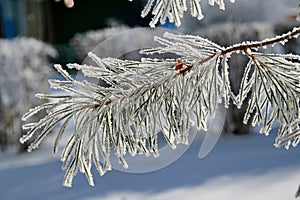 Branch of a snow-covered pine tree.