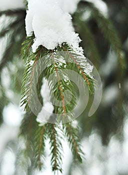 Branch of snow green fir tree. Snow lies on the branches of fir tree. Christmas winter minimal concept. Weather is cold