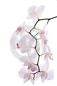 Branch of snow orchids isolated